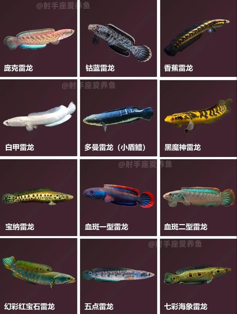 40個種雷龍魚圖片，40種雷龍魚高清圖鑒，超全品種