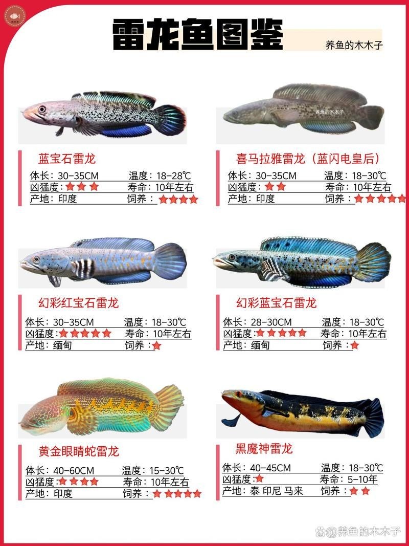 40個種雷龍魚圖片，40種雷龍魚高清圖鑒，超全品種