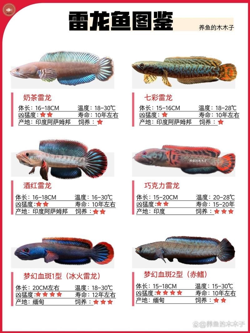 40個種雷龍魚圖片，40種雷龍魚高清圖鑒，超全品種