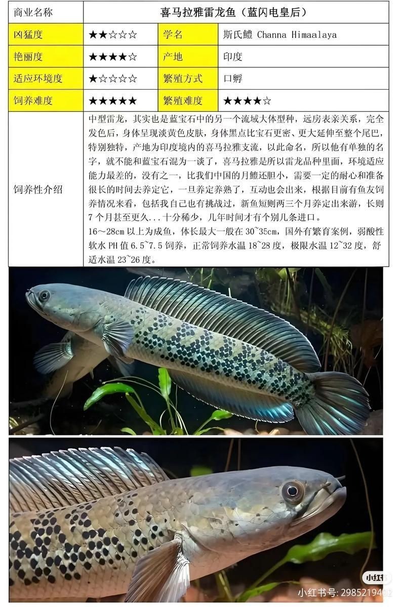 40個種雷龍魚圖片，40種雷龍魚高清圖鑒，超全品種