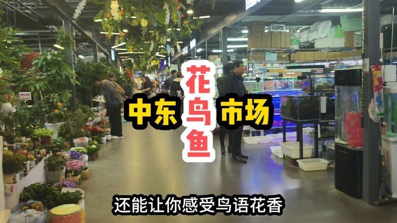 吉林水族店，吉林專業水族店｜精品觀賞魚·定制魚缸·一站式服務