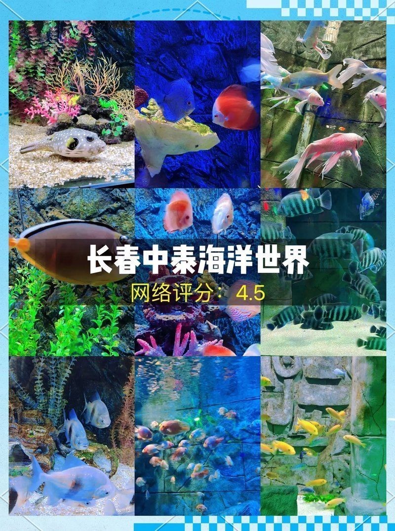 吉林水族店，吉林專業水族店｜精品觀賞魚·定制魚缸·一站式服務