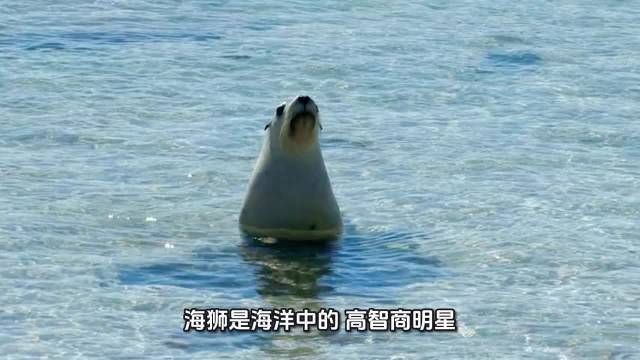 海獅能聽懂人話嗎，揭秘！海獅究竟能否聽懂