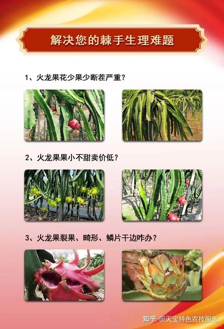 桂紅龍一號和金都一號對比，桂紅龍一號VS金都一號，