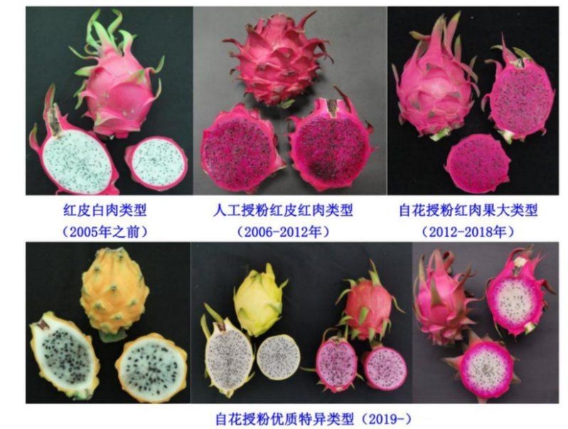 桂紅龍一號和金都一號對比，桂紅龍一號VS金都一號，