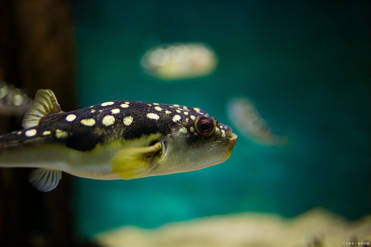 河豚魚和狗頭魚的區別，河豚魚VS狗頭魚，從外形到習性的