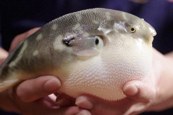 河豚魚和狗頭魚的區別，河豚魚VS狗頭魚，從外形到習性的