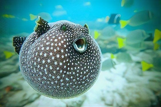 河豚魚和狗頭魚的區別，河豚魚VS狗頭魚，從外形到習性的