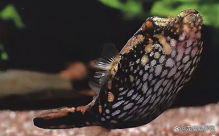 河豚魚和狗頭魚的區別，河豚魚VS狗頭魚，從外形到習性的