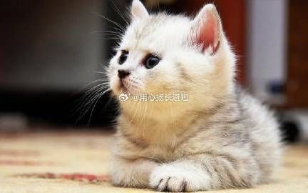 養(yǎng)貓最旺的三個生肖，揭秘！養(yǎng)貓最旺運(yùn)的三大生肖