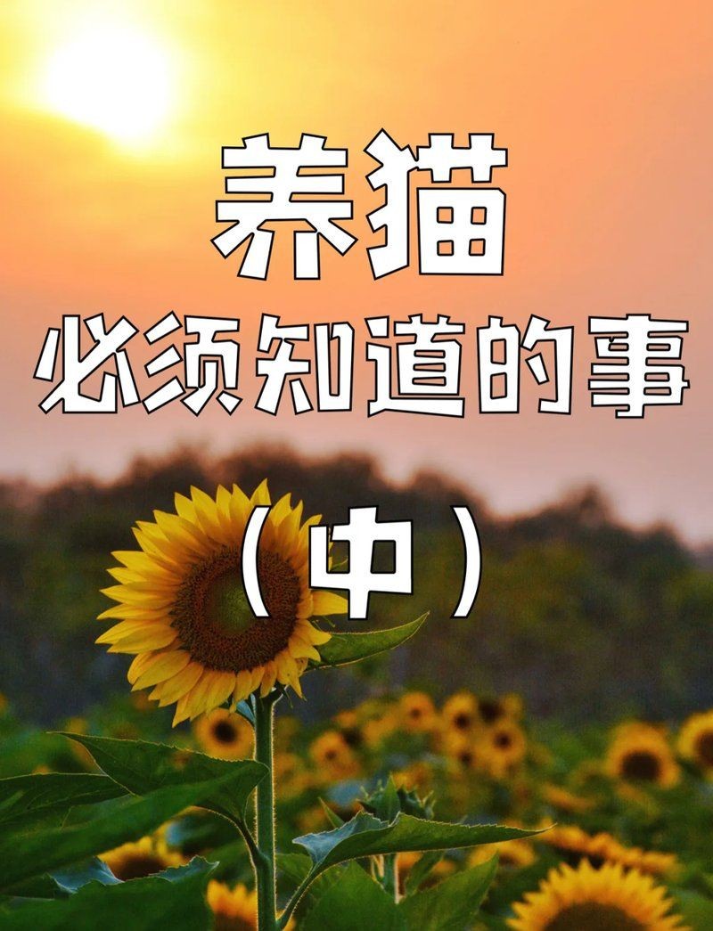 養(yǎng)貓最旺的三個生肖，揭秘！養(yǎng)貓最旺運(yùn)的三大生肖
