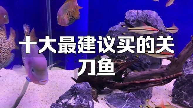關刀魚最漂亮三個品種，驚艷！揭秘關刀魚中最漂亮的三大絕美品種