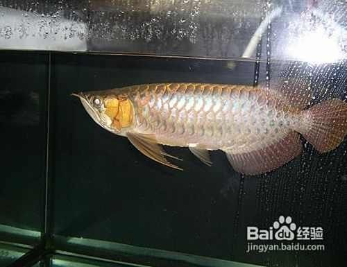 紅龍魚不愛吃最怕三個東西，紅龍魚飼養(yǎng)禁忌，最懼怕且拒食的