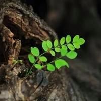 家用燈能不能給植物補光，家用燈光能否替代專業設備為植物