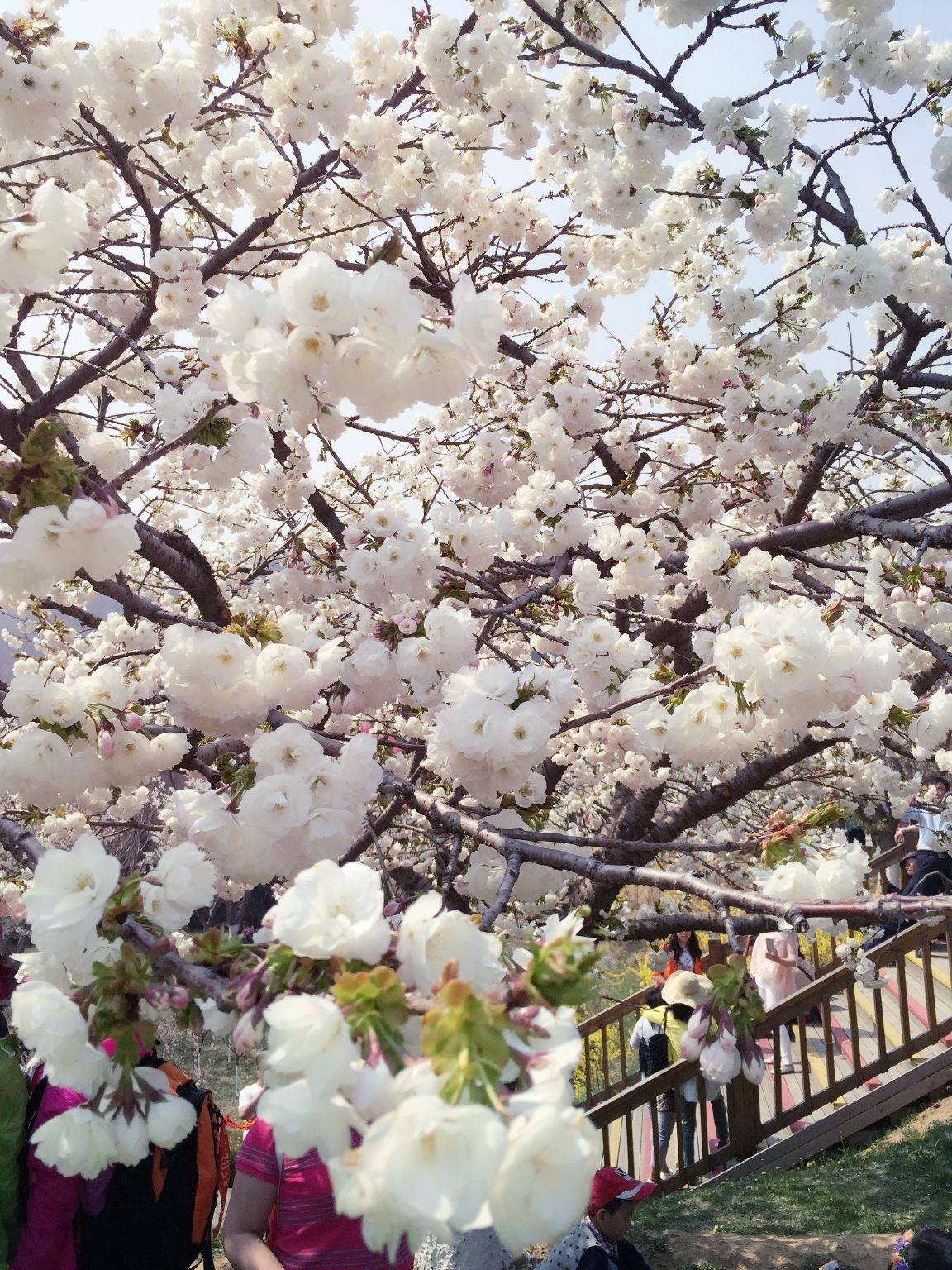 九魚圖三條黑魚好不好,解析九魚圖中三條黑魚的寓意與