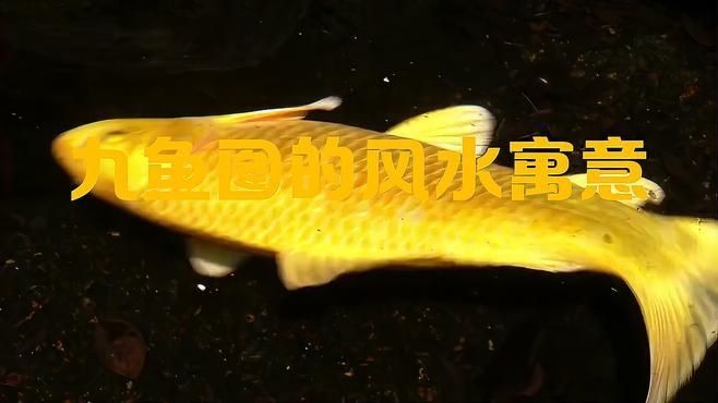 九魚圖三條黑魚好不好,解析九魚圖中三條黑魚的寓意與