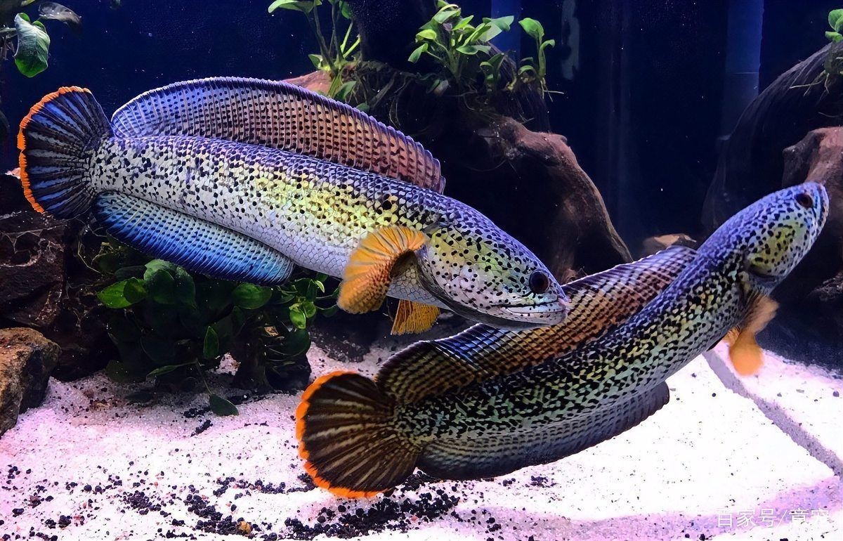 國產(chǎn)巴卡雷龍魚多少錢一條，國產(chǎn)巴卡雷龍魚市場價格解析，單條售價究竟