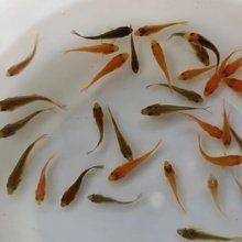 各種魚苗批發 淡水魚，多種淡水魚苗批發供應 低價直供養殖場