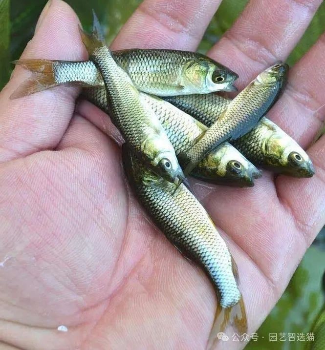 各種魚苗批發 淡水魚，多種淡水魚苗批發供應 低價直供養殖場