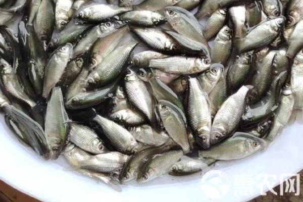 各種魚苗批發 淡水魚，多種淡水魚苗批發供應 低價直供養殖場