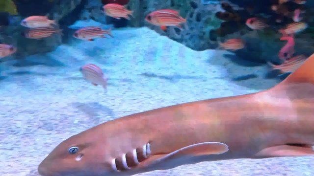 海洋館100種魚，探秘海洋館，100種珍稀魚類奇觀