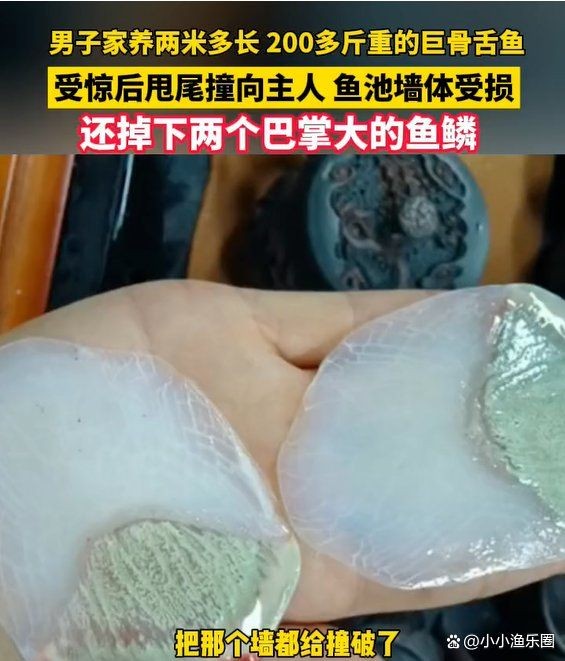 巨骨舌魚可以無證養(yǎng)嗎，巨骨舌魚能否無