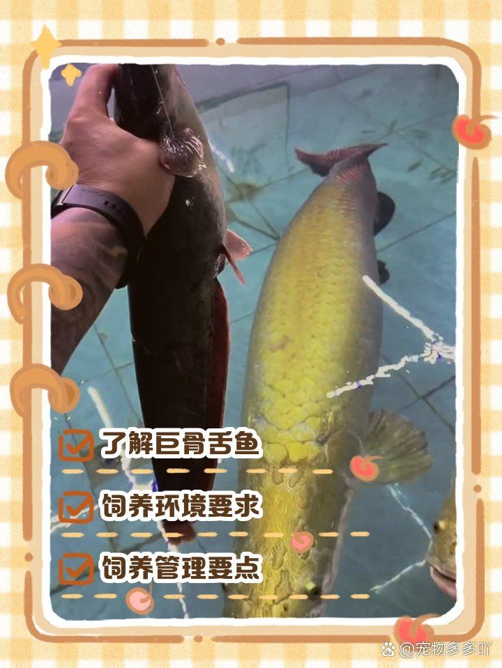 巨骨舌魚可以無證養(yǎng)嗎，巨骨舌魚能否無