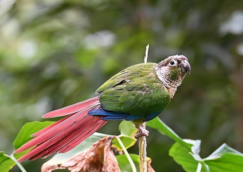 巨骨舌魚可以無證養(yǎng)嗎，巨骨舌魚能否無