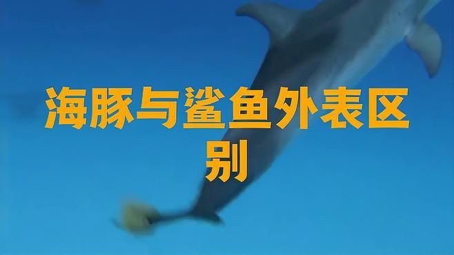 海豚和鯊魚外觀什么區別，海豚與鯊魚外觀特征全對比，從體型到鰭部細數