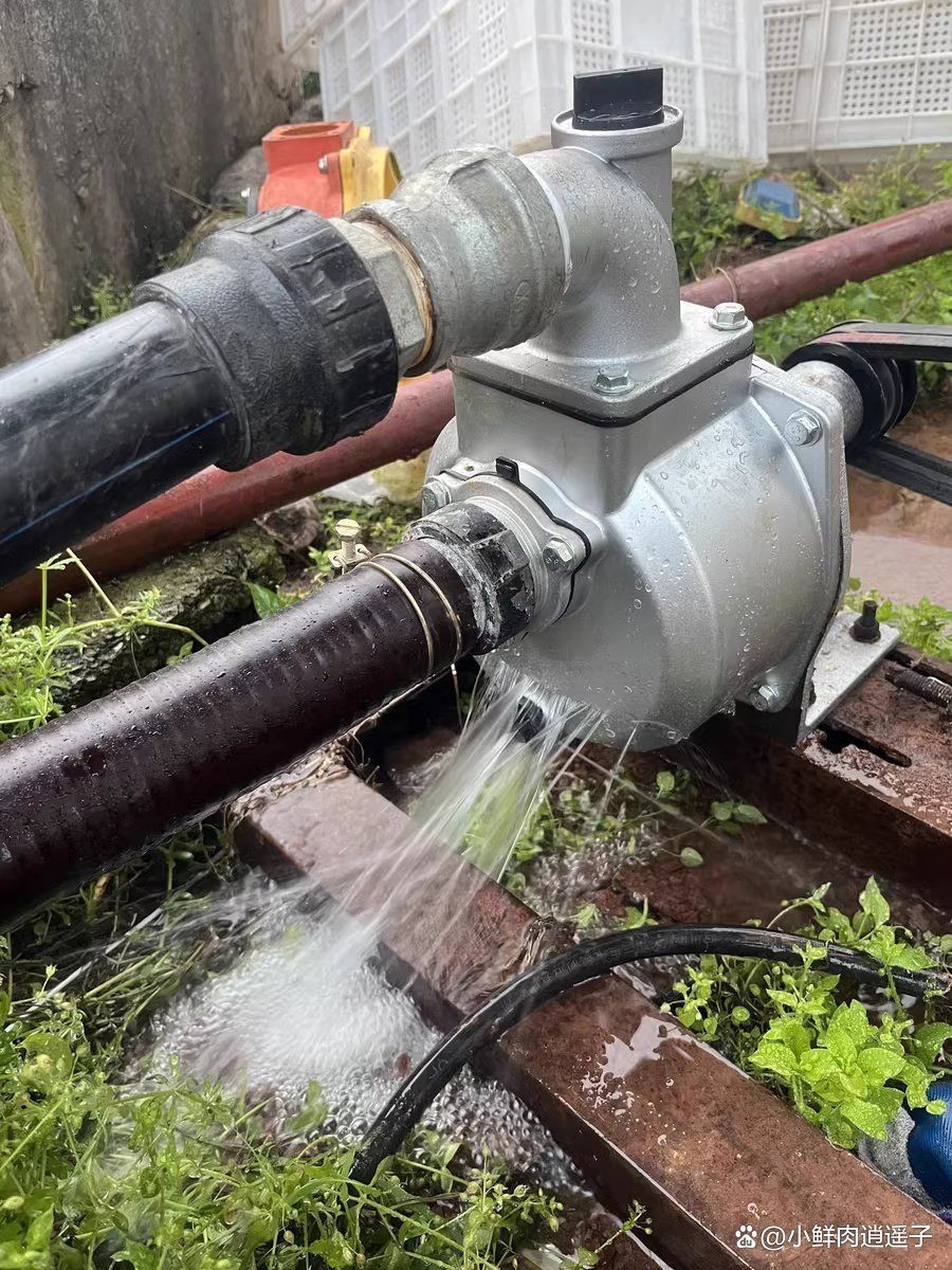 金龍魚的飼養方法，如何飼養金龍魚？