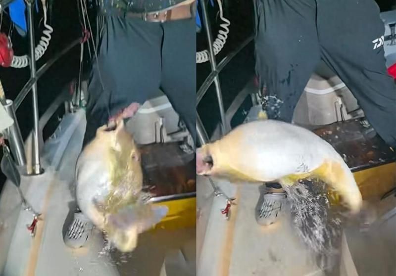 河豚有毒為什么還吃，河豚身藏劇毒，人類為何仍趨之若鶩？