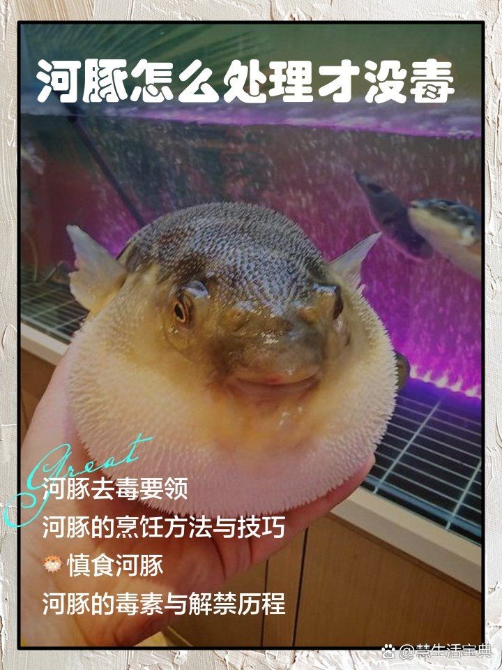 河豚有毒為什么還吃，河豚身藏劇毒，人類為何仍趨之若鶩？