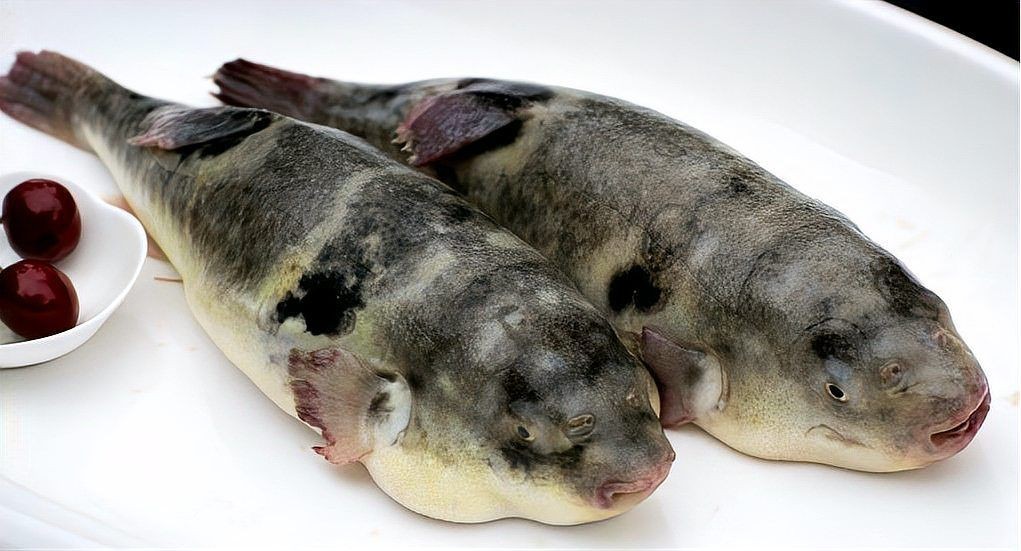 河豚有毒為什么還吃，河豚身藏劇毒，人類為何仍趨之若鶩？