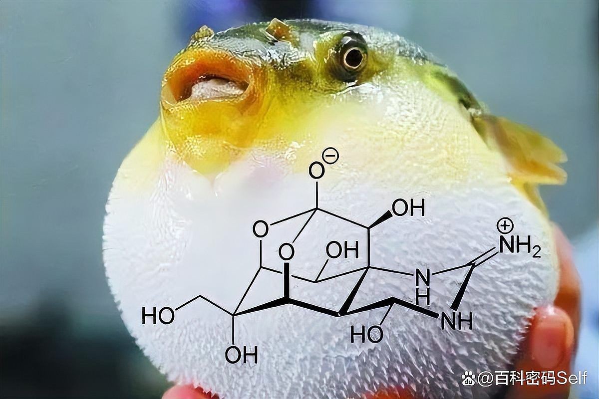 河豚有毒為什么還吃，河豚身藏劇毒，人類為何仍趨之若鶩？
