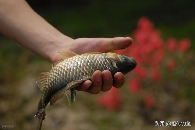 河邊抓小魚最快的方法，超實用！河邊快速捕撈小魚的高效技巧全解析