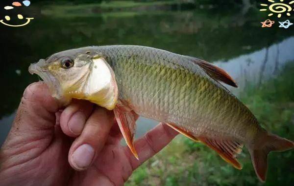 河邊抓小魚最快的方法，超實用！河邊快速捕撈小魚的高效技巧全解析
