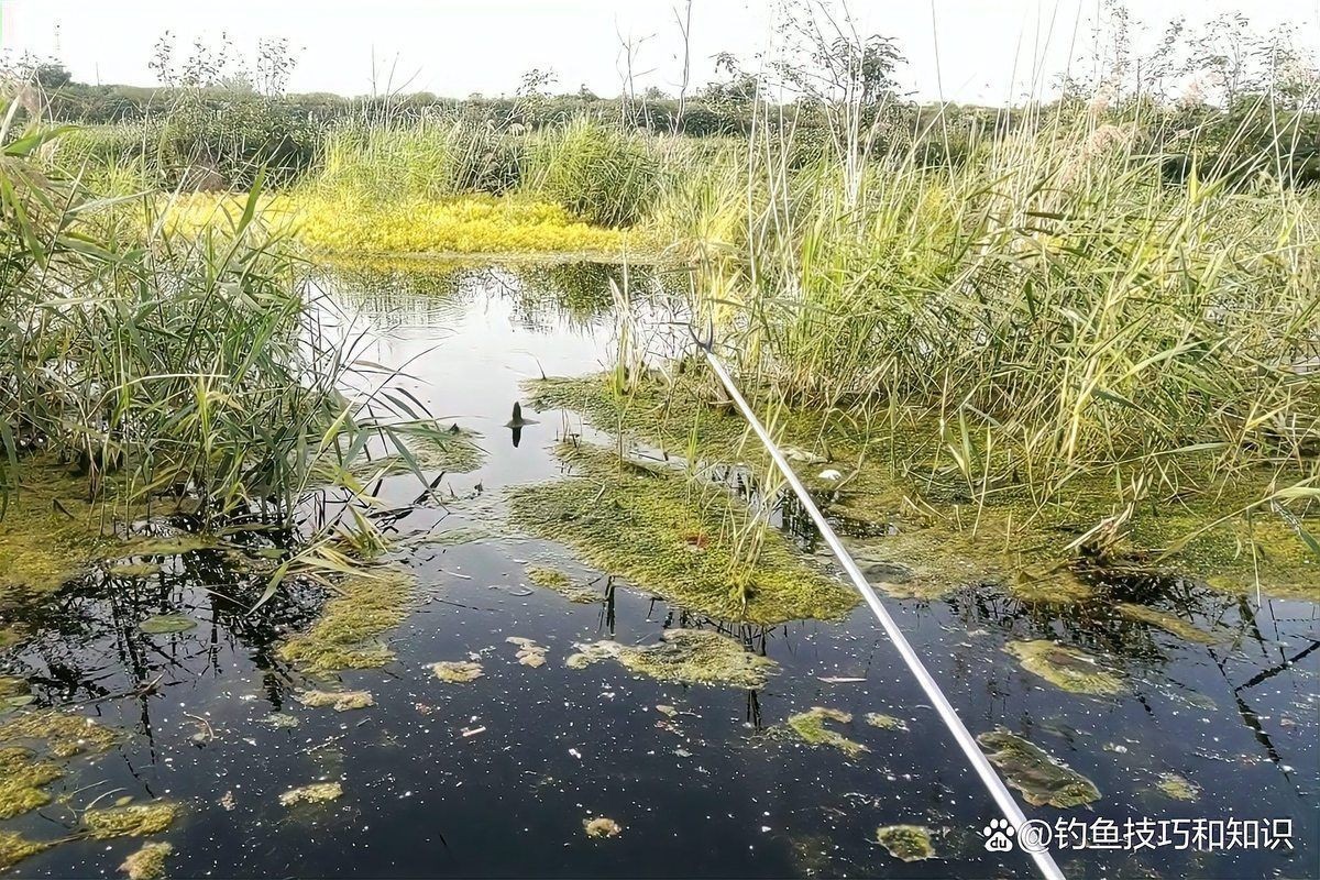 河邊抓小魚最快的方法，超實用！河邊快速捕撈小魚的高效技巧全解析