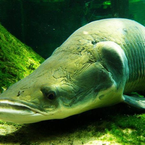 巨骨舌魚好養活嗎，巨骨舌魚飼養全解析，從入門到