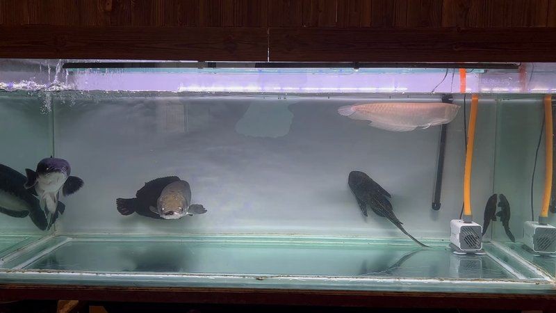 巨骨舌魚好養活嗎，巨骨舌魚飼養全解析，從入門到