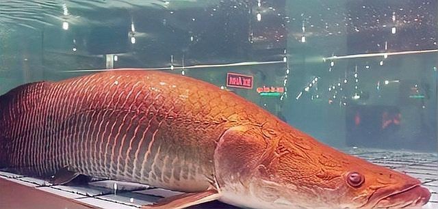 巨骨舌魚好養活嗎，巨骨舌魚飼養全解析，從入門到