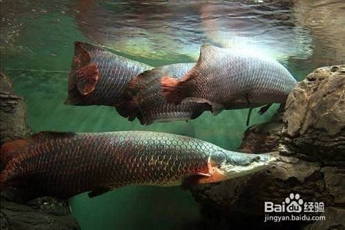 剛養(yǎng)海象魚注意什么，新手必知剛養(yǎng)海象魚的7大關(guān)鍵注意事項！