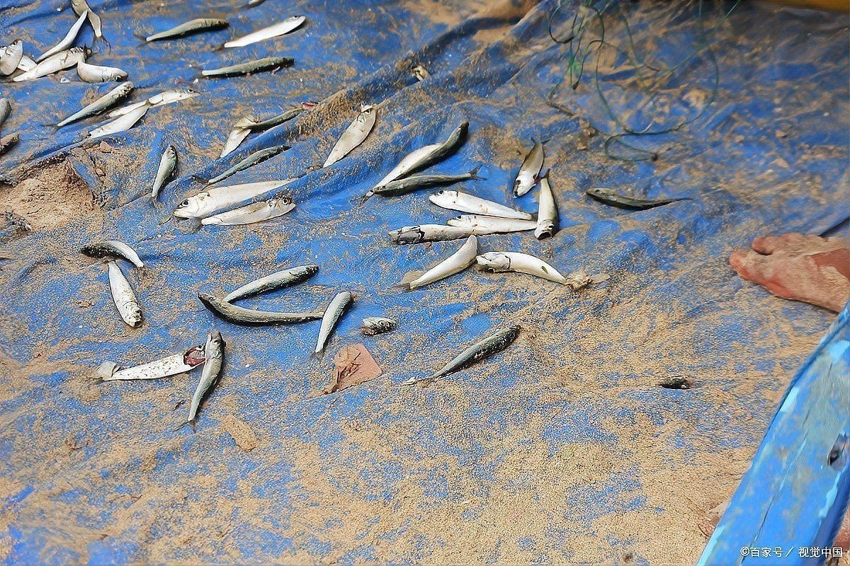 河里的小魚苗能養(yǎng)活嗎，河里撈的小魚苗能否成功養(yǎng)活？實用