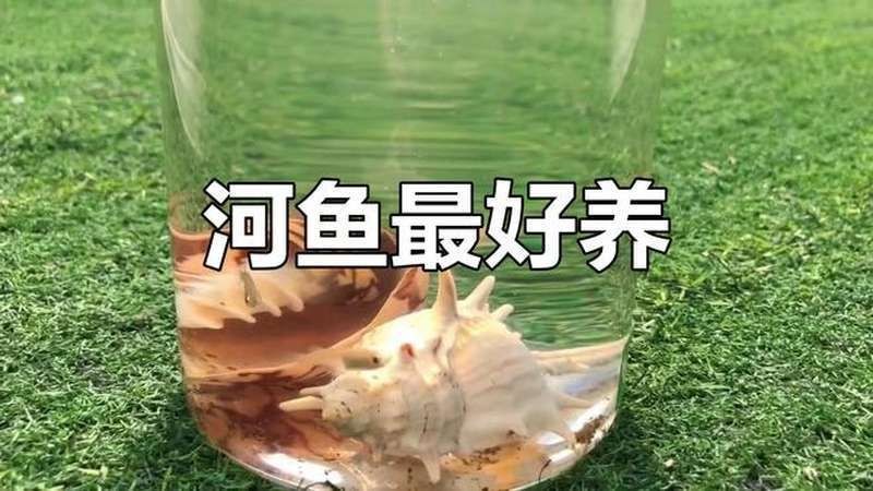 河里的小魚苗能養(yǎng)活嗎，河里撈的小魚苗能否成功養(yǎng)活？實用