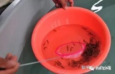 河里的小魚苗能養(yǎng)活嗎，河里撈的小魚苗能否成功養(yǎng)活？實用