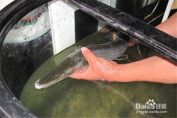 河里的小魚苗能養(yǎng)活嗎，河里撈的小魚苗能否成功養(yǎng)活？實用