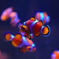 河里的小魚苗能養(yǎng)活嗎，河里撈的小魚苗能否成功養(yǎng)活？實用