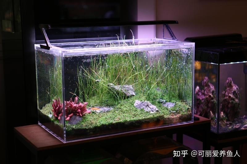 河里的小魚苗能養(yǎng)活嗎，河里撈的小魚苗能否成功養(yǎng)活？實用