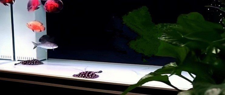 光特億月亮女神魚(yú)缸燈，光特億月亮女神魚(yú)缸燈——高顏值