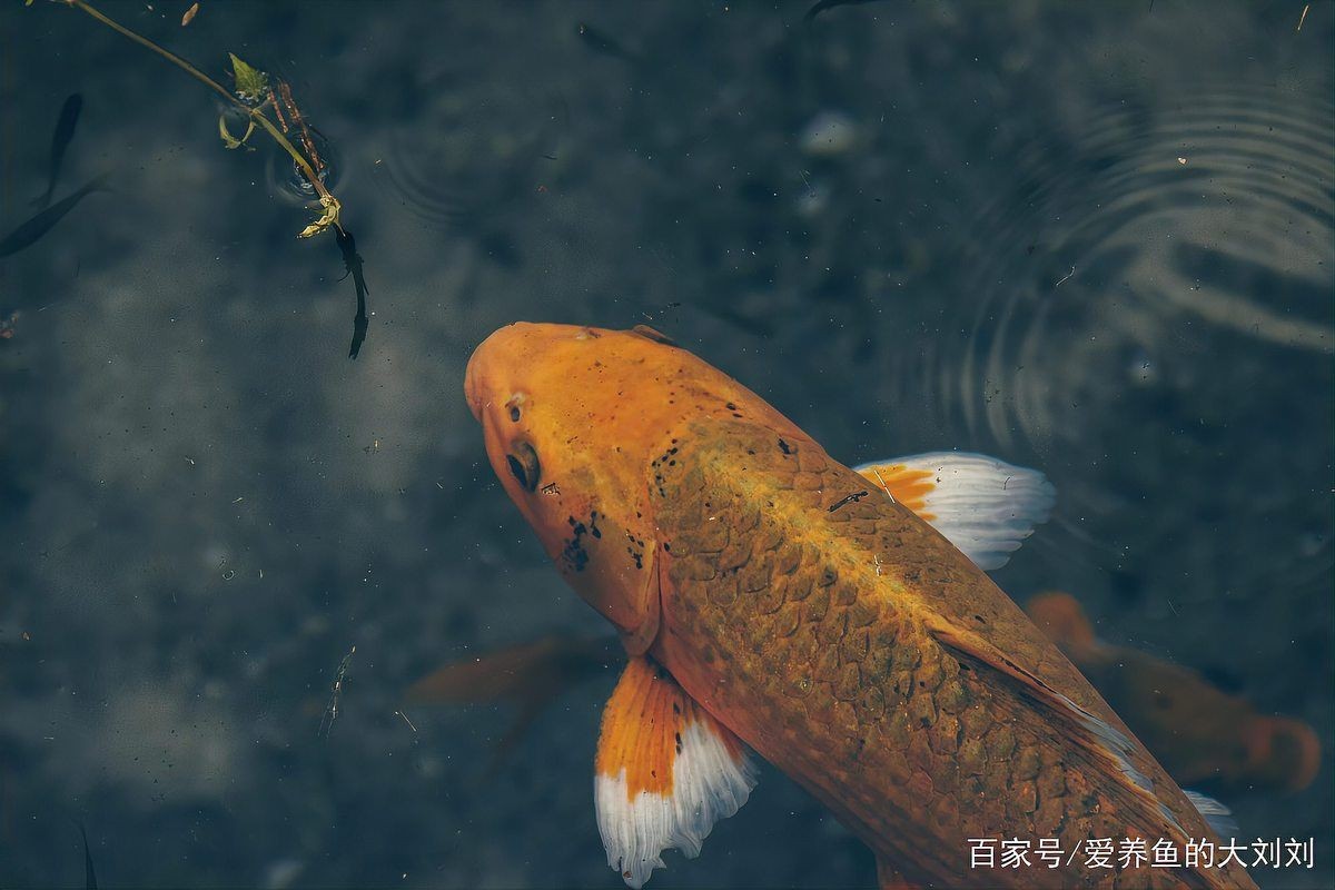 好魚(yú)糧的毒性有多強(qiáng)，警惕！看似優(yōu)質(zhì)的好魚(yú)糧竟暗藏致命毒性風(fēng)險(xiǎn)