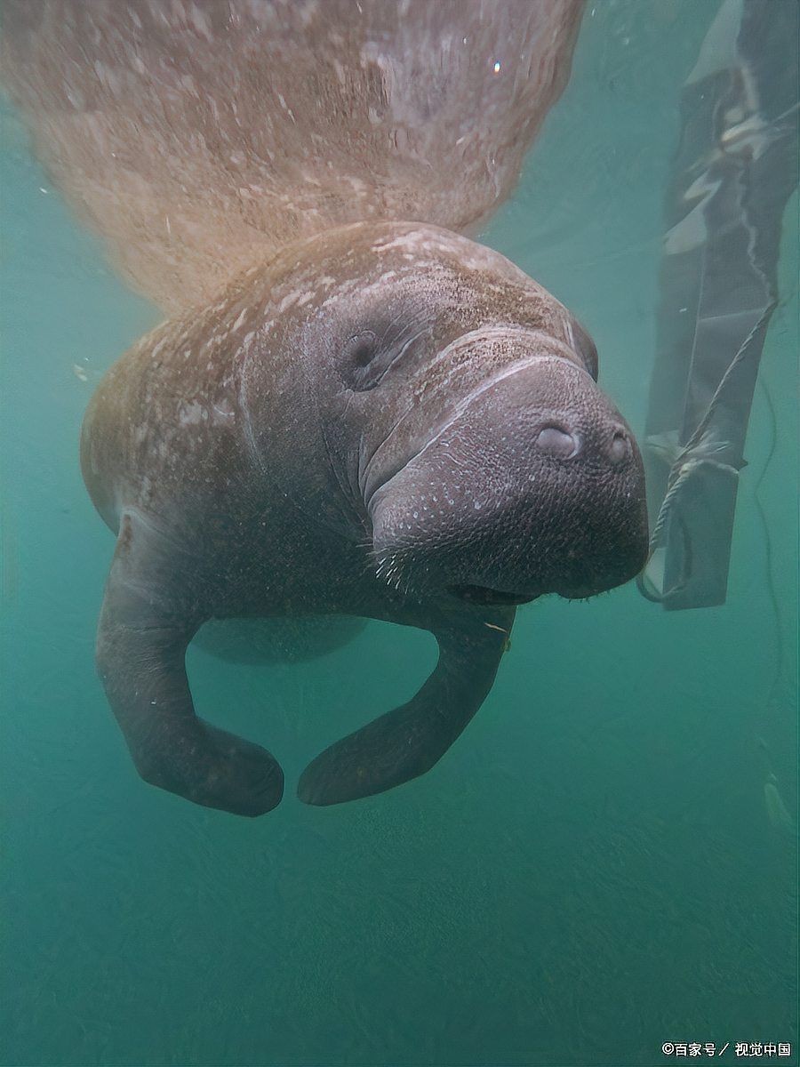 海牛,探秘海洋精靈,解碼海牛 龍魚論壇 第2張 海牛,探秘海洋精靈,解碼海牛 海牛,探秘海洋精靈,解碼海牛 龍魚論壇 第2張